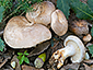 Lactarius ilicis