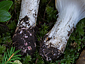 Cortinarius turmalis