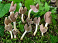 Helvella latispora