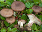 Lactarius brunneoviolaceus