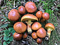 Suillus grevillei