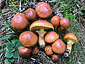 Suillus grevillei