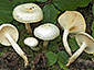 Hygrophorus discoxanthus