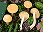 Lactarius alpinus