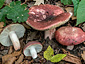 Russula vinosobrunnea