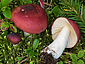 Russula aquosa