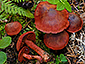 Cortinarius sanguineus