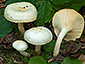 Hygrophorus discoxanthus