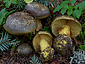 Cortinarius atrovirens