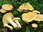 Cantharellus cibarius