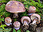 Cortinarius dibaphus