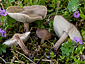 Melanoleuca polioleuca