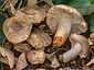 Russula insignis