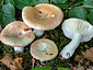 Russula roseoaurantia