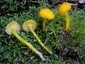 Hygrocybe glutinipes var. glutinipes