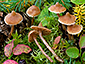 Cortinarius acutus