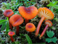 Hygrocybe coccineocrenata