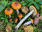 Cortinarius septentrionalis