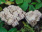 Ramaria pallida