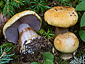 Cortinarius haasii