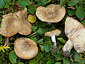 Lactarius salicis-herbaceae