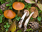 Cortinarius causticus