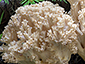 Ramaria pallida