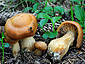 Cortinarius renidens