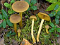 Cortinarius croceus