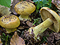 Cortinarius splendens