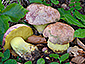 Boletus regius