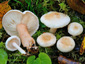 Lactarius scoticus