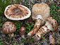 Tricholoma matsutake