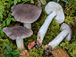 Tricholoma terreum