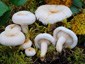 Lactarius scoticus