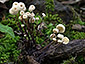 Marasmius rotula