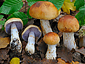 Cortinarius luteocingulatus