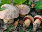 Boletus lupinus