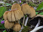 Coprinellus truncorum