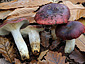 Russula atropurpurea