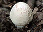 Coprinopsis spilospora