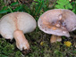 Lactarius trivialis