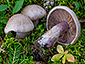 Cortinarius porphyropus