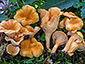 Cantharellus friesii