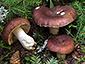 Russula vesca