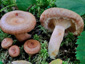 Lactarius torminosulus