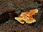 Laetiporus sulphureus