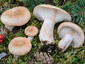 Lactarius musteus