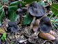 Helvella atra