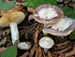 Russula carpini